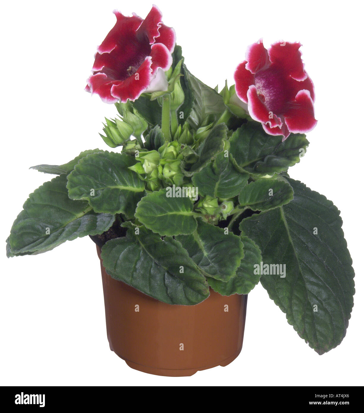 Sinningia sinningia hybrid hi-res stock photography and images - Alamy