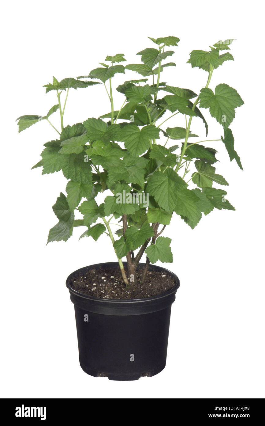 European black currant (Ribes nigrum), potted plant, cultivar Stock Photo