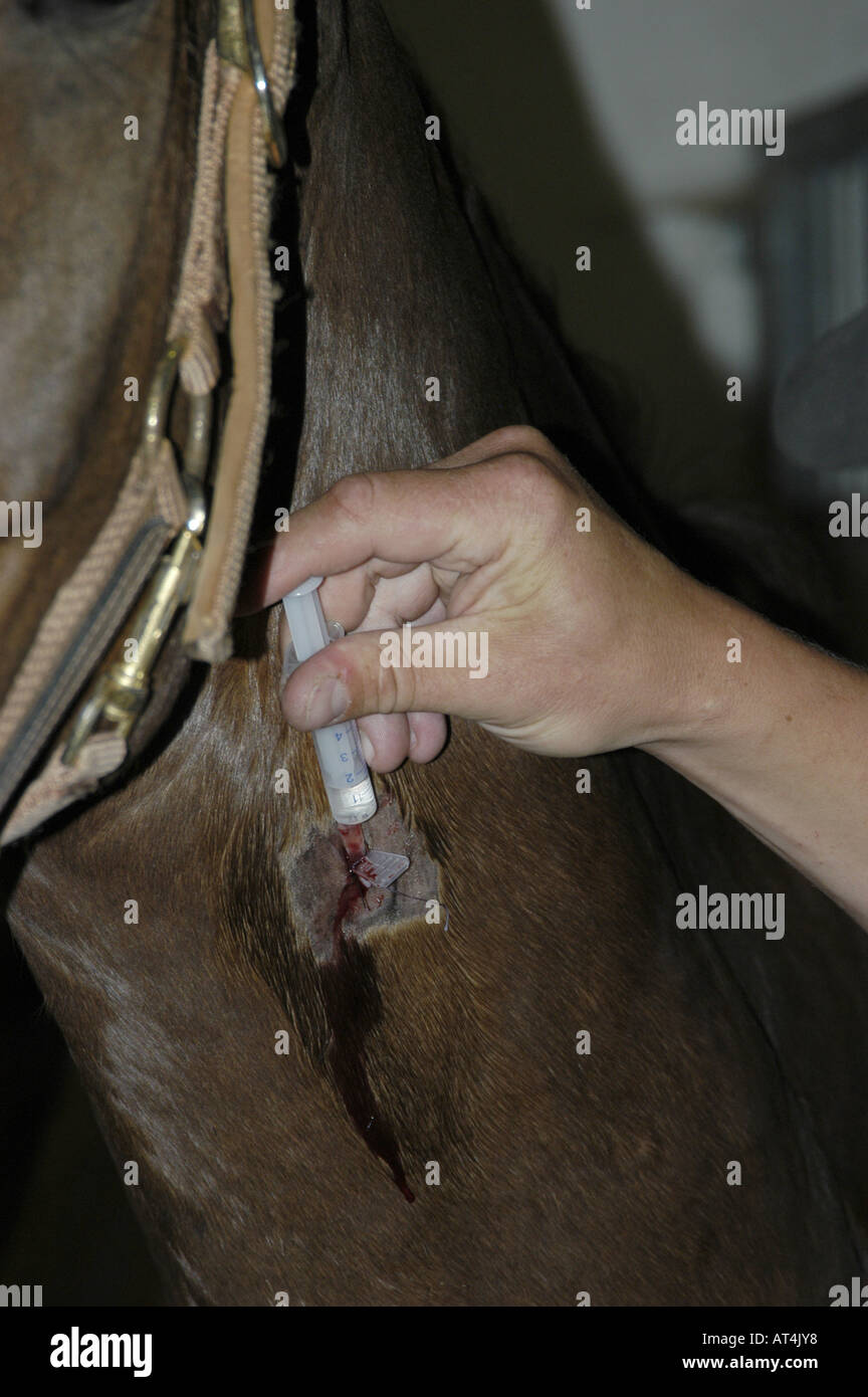 domestic horse (Equus przewalskii f. caballus), having a jab Stock Photo