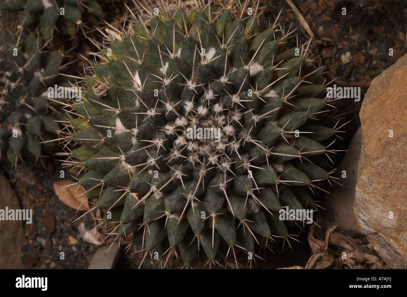 Mammillaria gigantea hi-res stock photography and images - Alamy