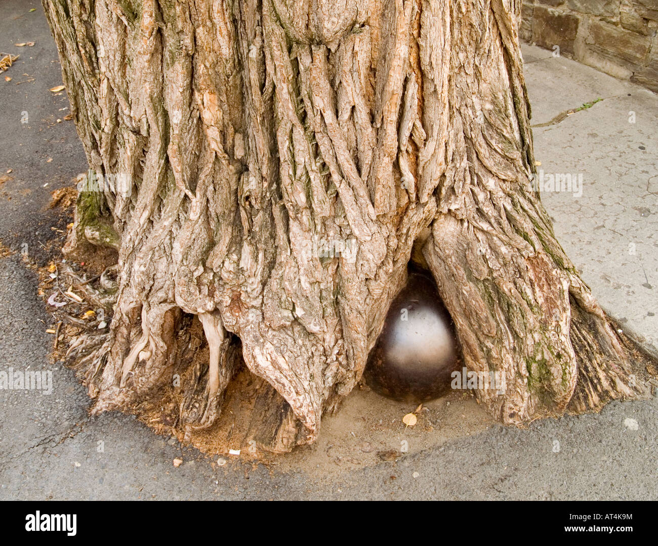 A cannonball stuck in the roots of a tree on Rue Saint Louis in Quebec  City, Canada Stock Photo - Alamy