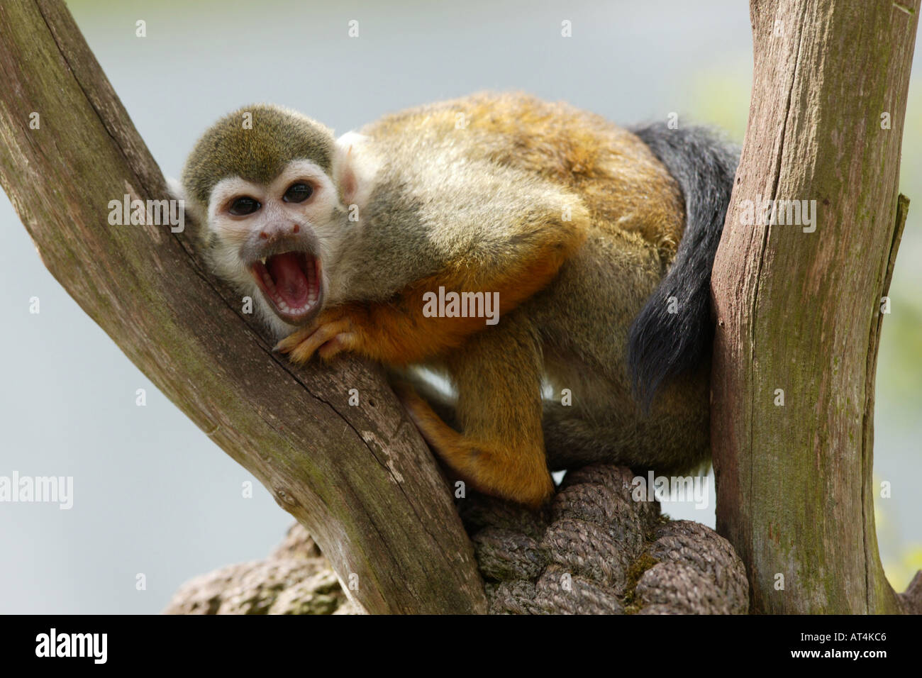 Squirrel monkey crying - Saimiri sciureus Stock Photo
