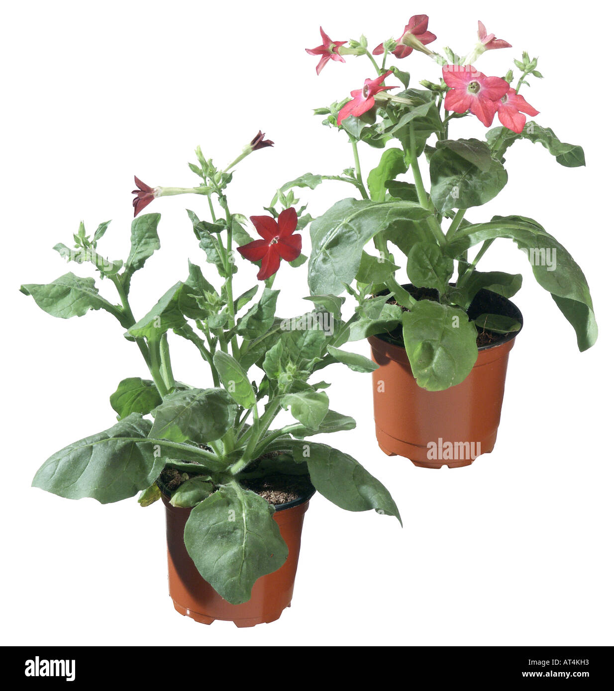 Flowering Tobacco (Nicotiana x sanderae, Nicotiana sanderae), potted plants, different cultivars Stock Photo