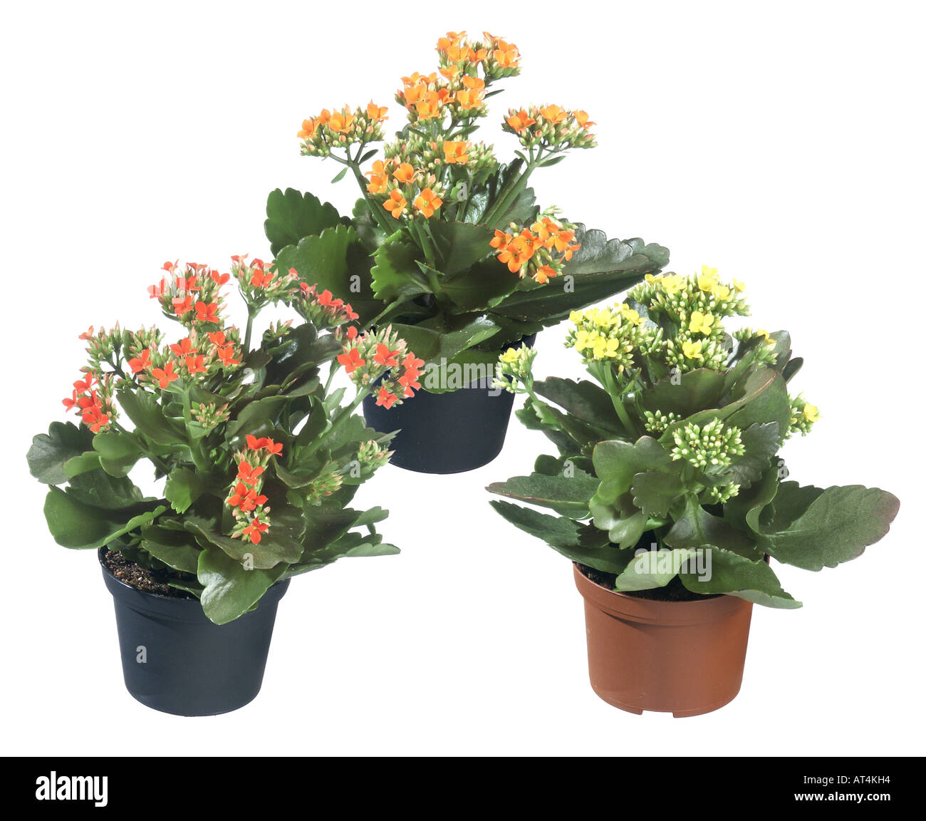 brilliant star, flaming katy, Madagascar widow's thrill (Kalanchoe blossfeldiana), potted plants, different cultivars Stock Photo