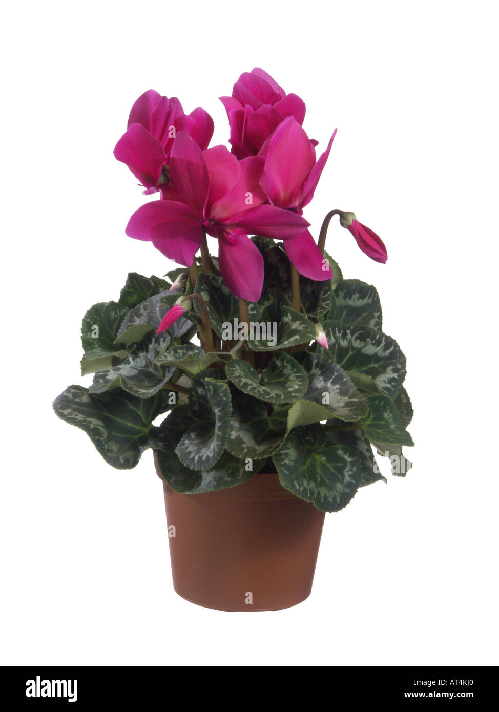 Florists Cyclamen (Cyclamen persicum), potted plant Stock Photo