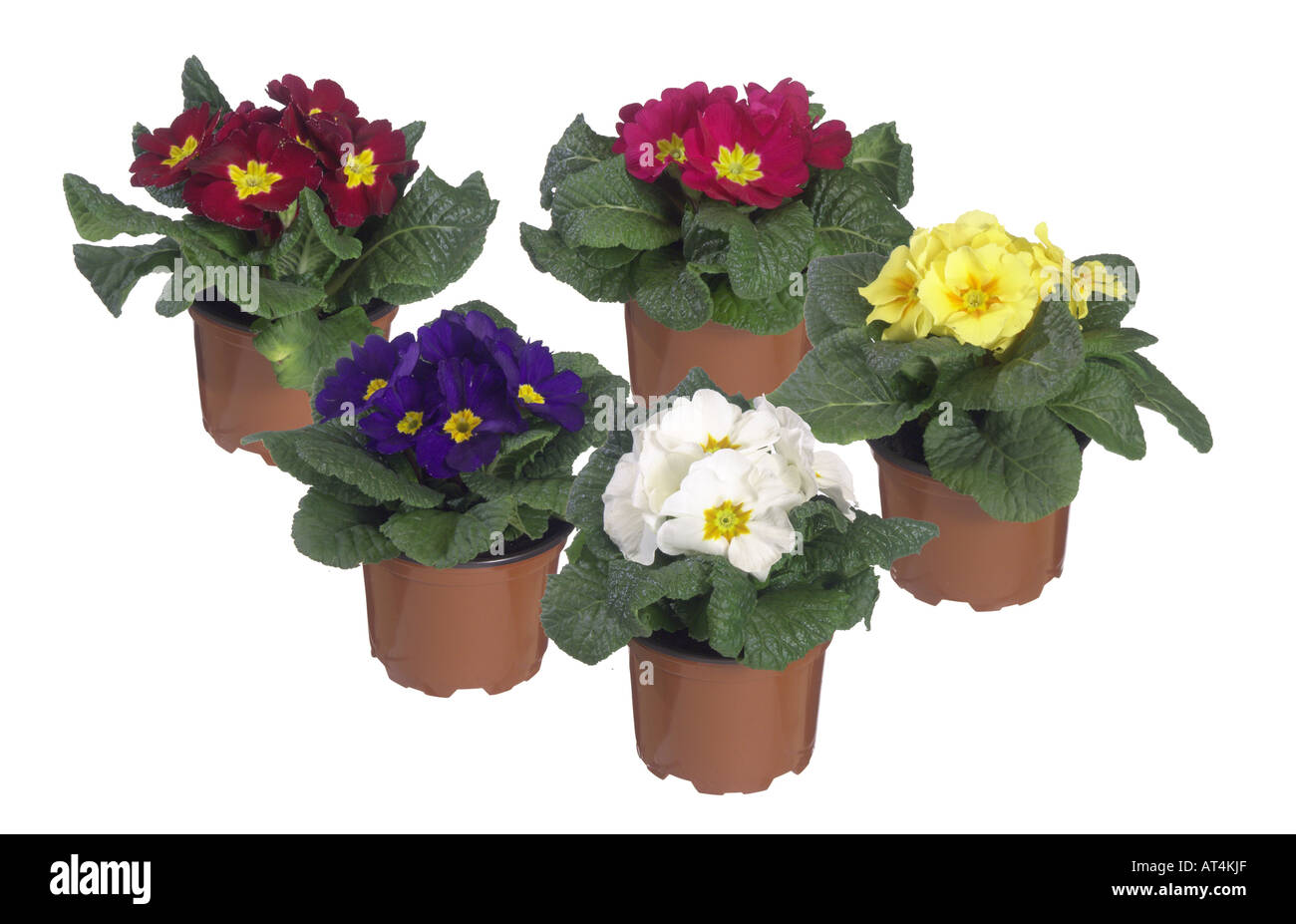 true English primrose (Primula acaulis, Primula vulgaris), potted plants, different cultivars Stock Photo