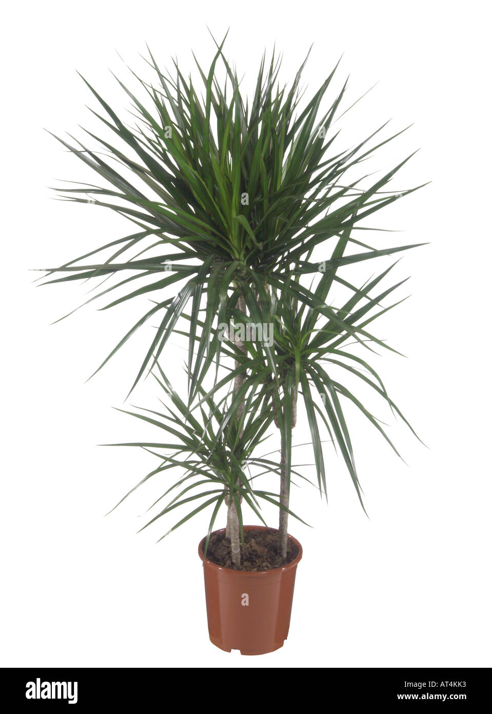 dragon tree (Dracaena marginata), potted plant Stock Photo Alamy