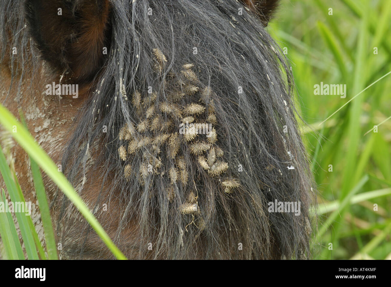 domestic horse (Equus przewalskii f. caballus), burs (Xanthium spec.) in the mane, Croatia, Saven-Aue Stock Photo