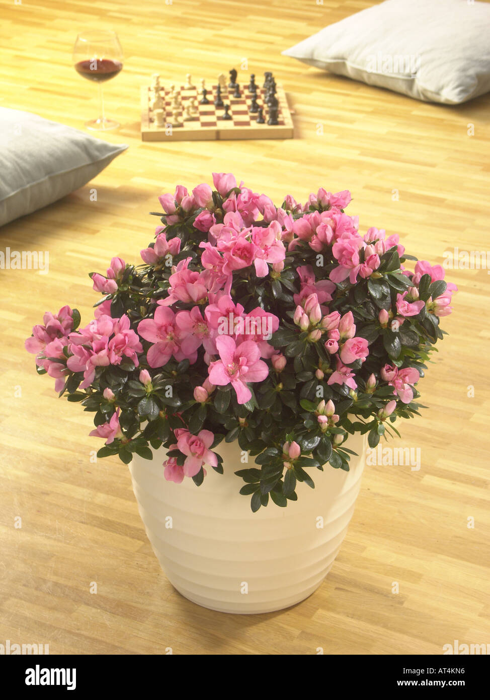 Azalea indoor hi-res stock photography and images - Page 2 - Alamy