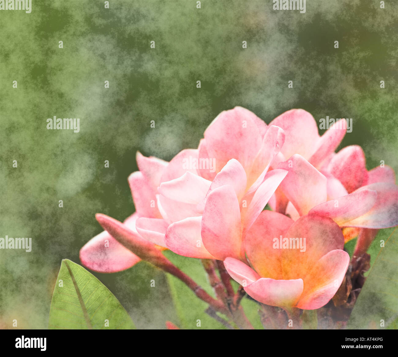 Decorative Floral Pink Parchment Paper For A Background Stock Photo -  Download Image Now - iStock