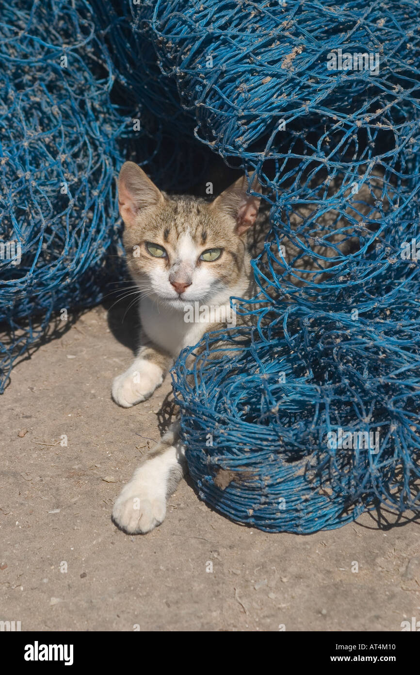 cat under blue fishing net quay essaouira portrait format Stock Photo