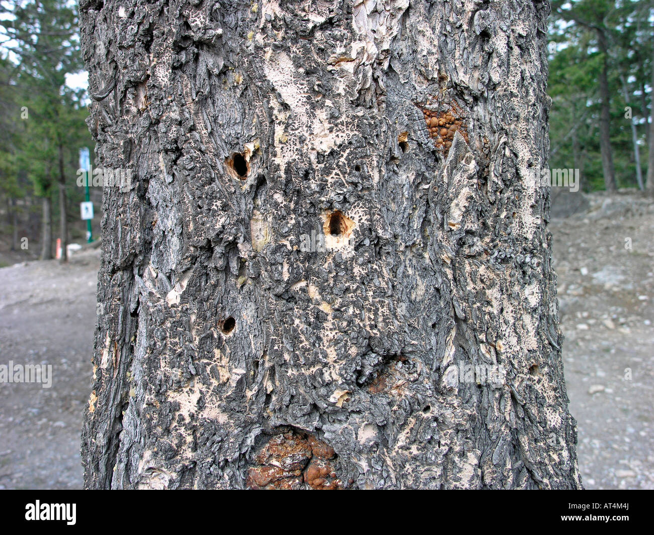 Mountain Pine beetle damage Stock Photo