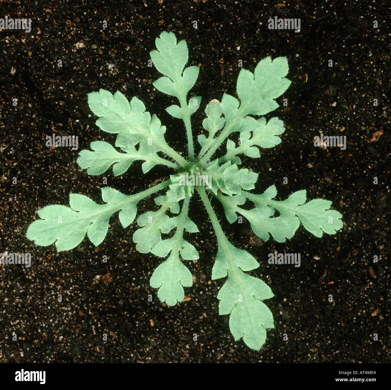 Corn poppy Papaver rhoeas young plant rosette of leaves Stock Photo