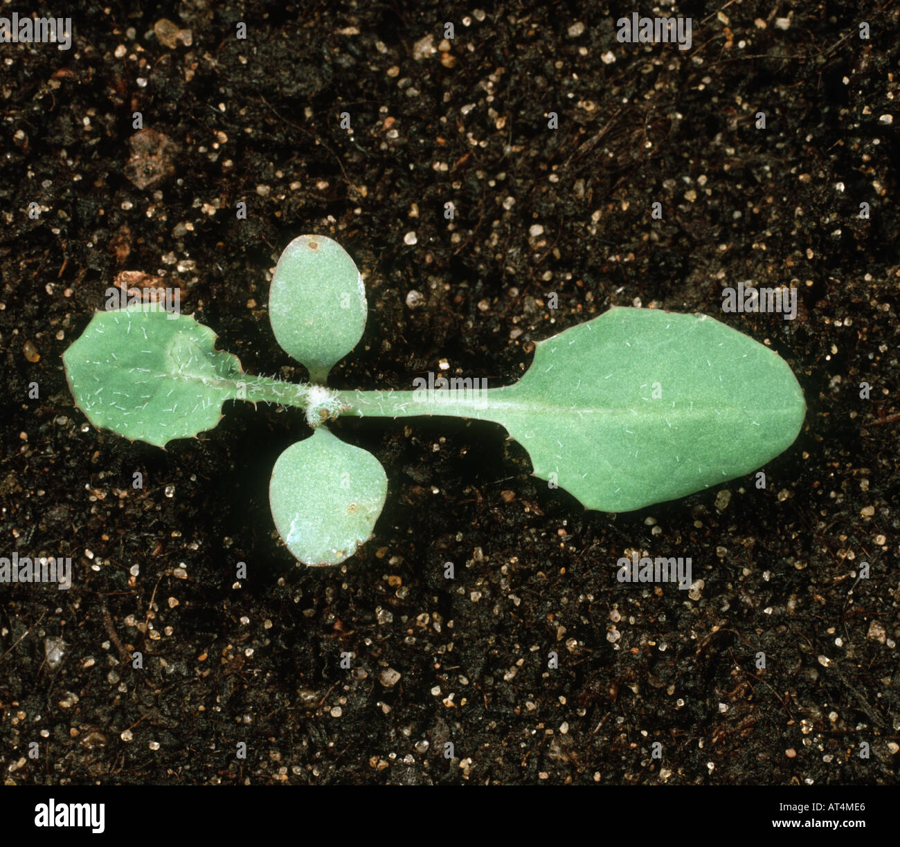Prickly sow thistle Sonchus asper seedling with two true leaves Stock Photo