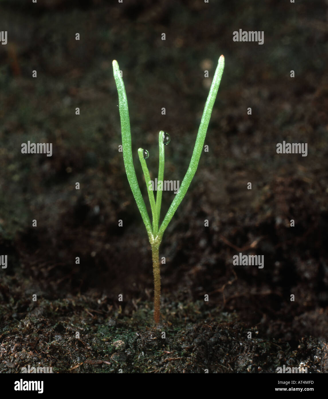Corn Spurrey Spergula arvensis seedling cotyledons Stock Photo