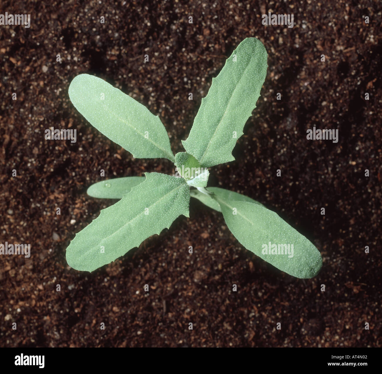 Orache Atriplex patula seedling plant with four true leaves Stock Photo