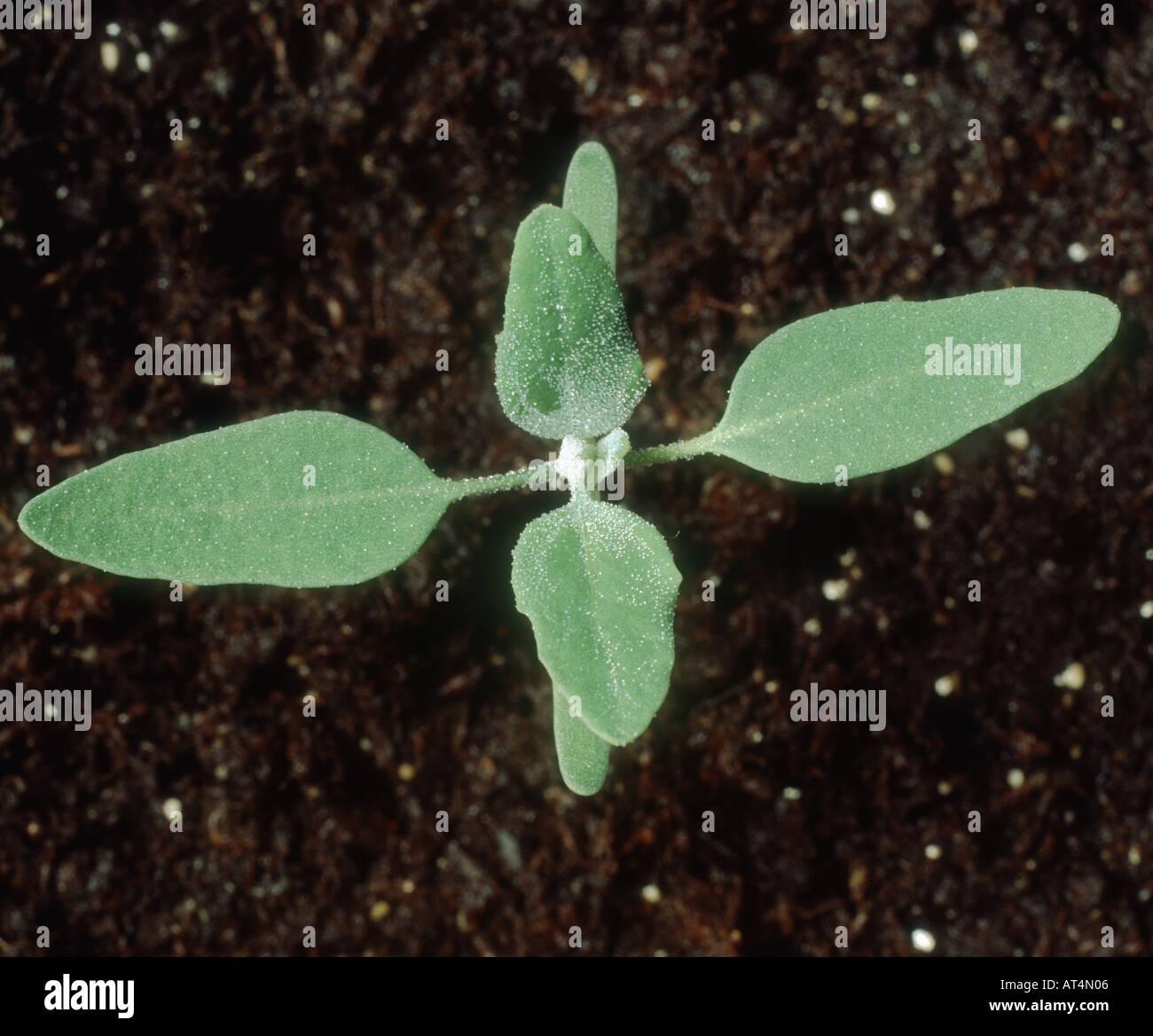 Fat hen Chenopodium album seedling with four true leaves Stock Photo