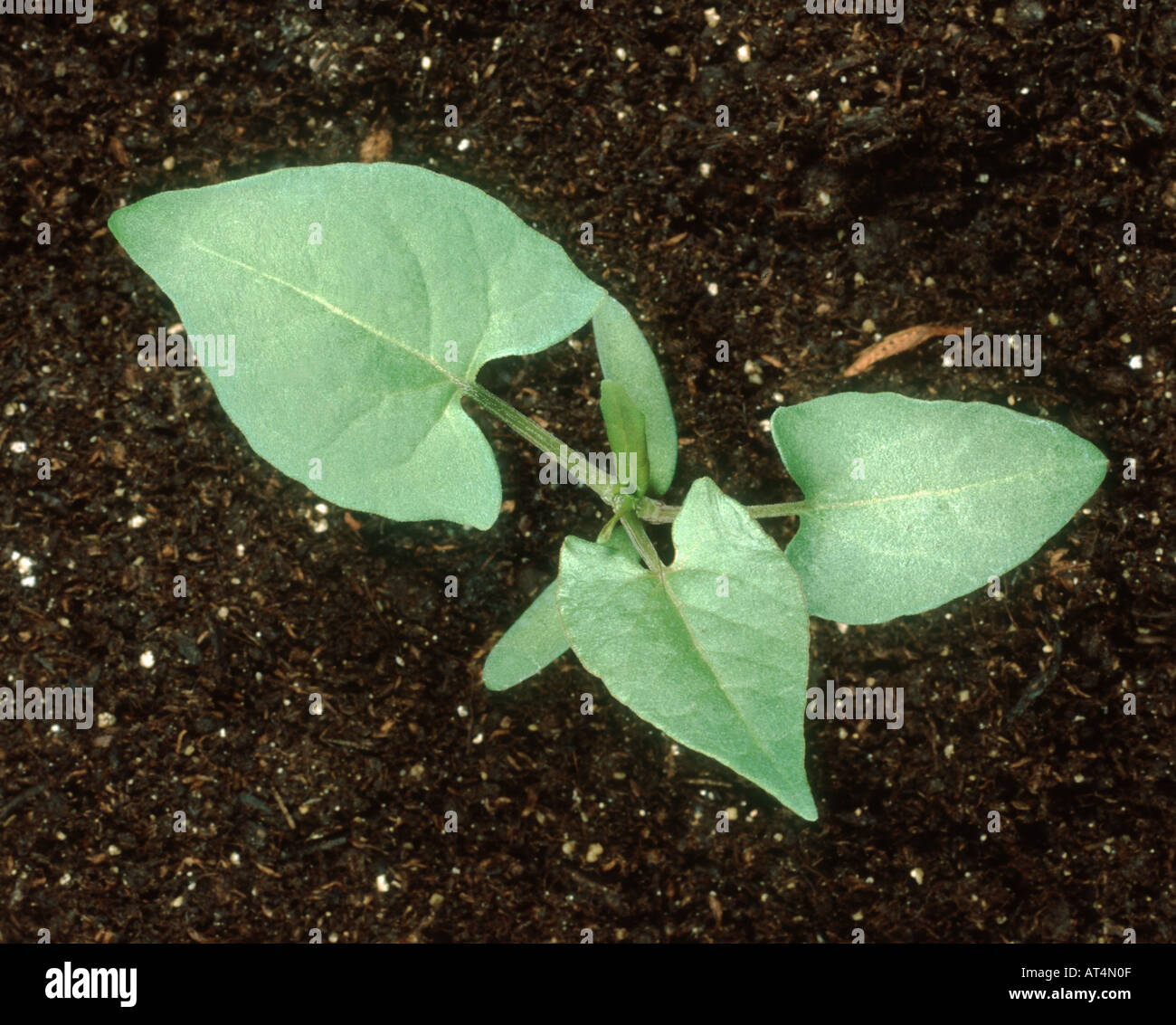 Black bindweed Bilderdykia convolvulus seedling with three true leaves Stock Photo