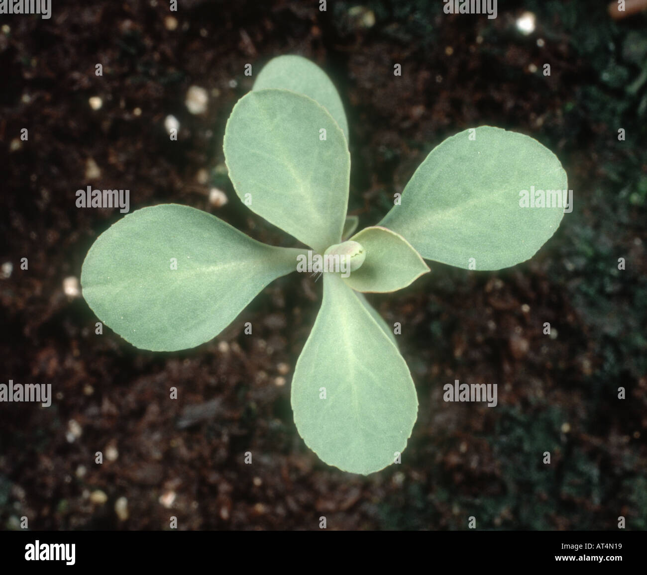 Sun Spurge Euphorbia helioscopia seedling with 3 4 true leaves Stock Photo
