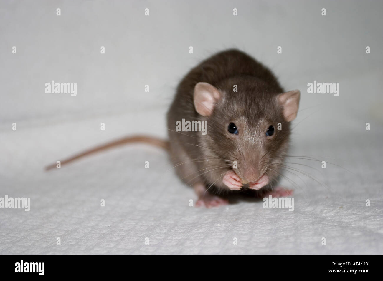 rat dambo pet Dumbo Stock Photo