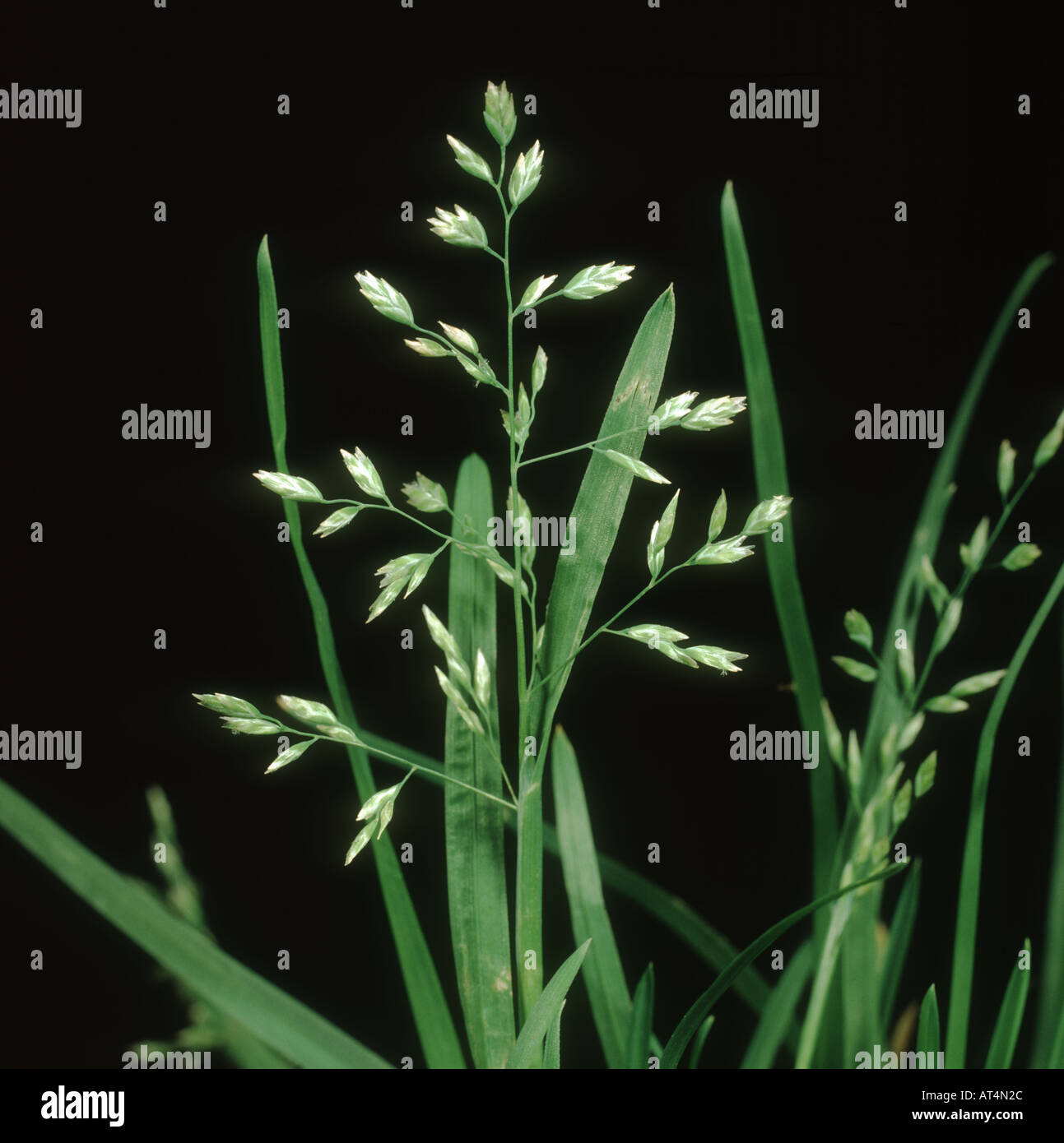 Annual meadow grass (Poa annua) flowering Stock Photo