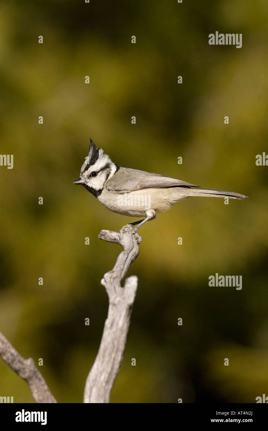 Bridled Titmouse, Baeolophus wollweberi. Stock Photo
