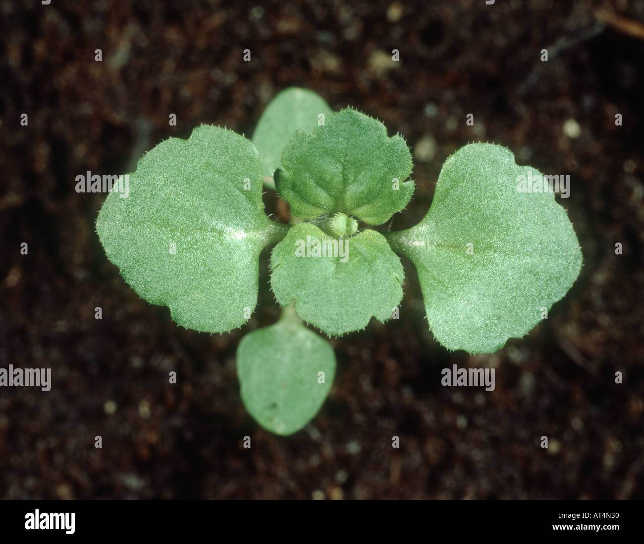 Wall Speedwell Veronica arvensis seedling with four true leaves Stock Photo
