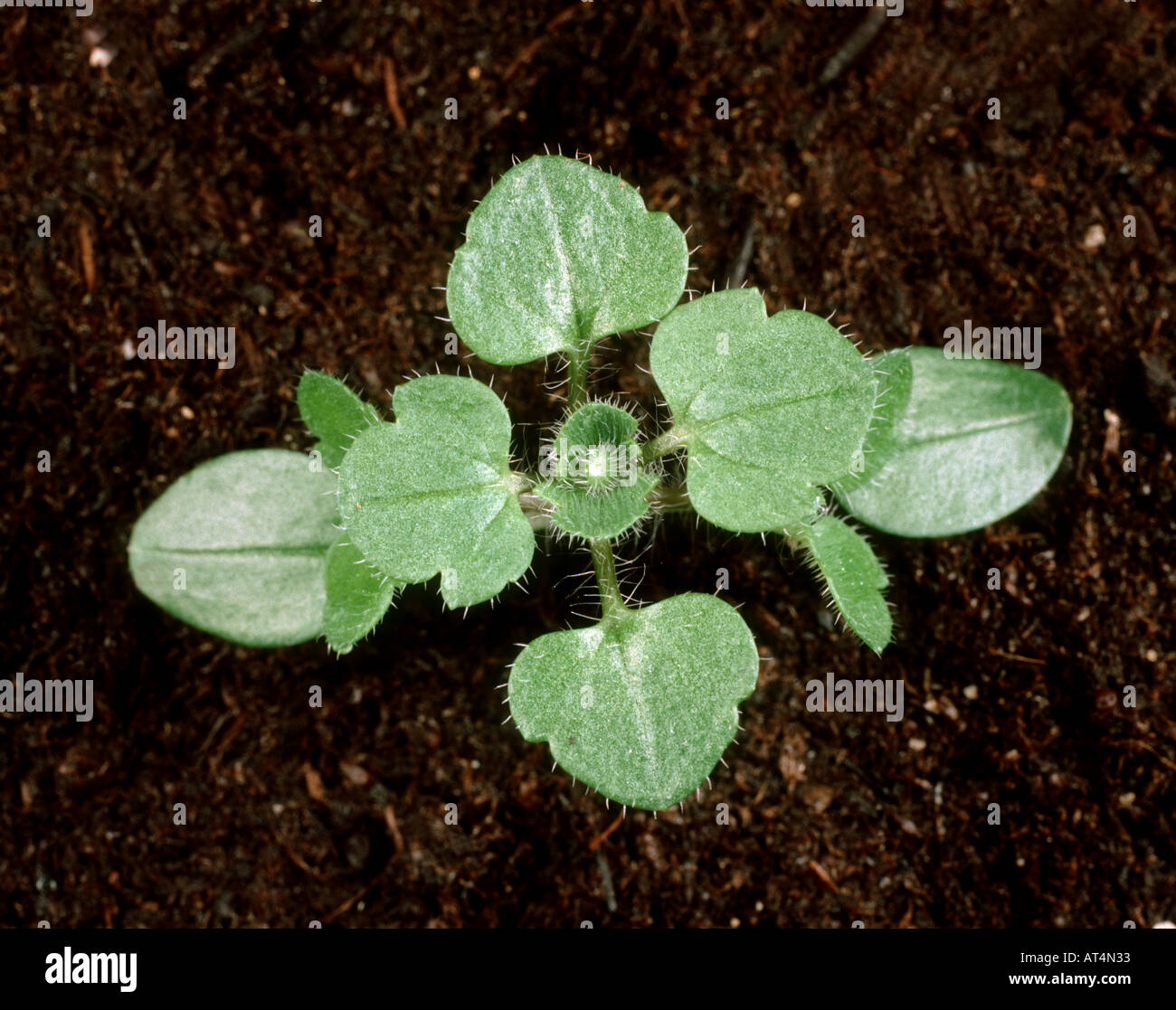 Ivy leaved speedwell Veronica hederifolia seedling with four true leaves Stock Photo