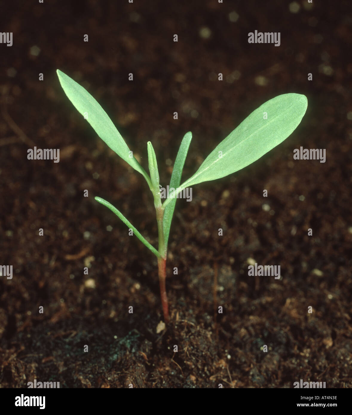 Knotgrass Polygonum Aviculare Seedling With 2 3 True Leaves Stock Photo Alamy