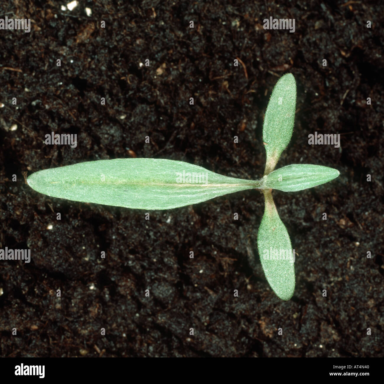 Pale persicaria Polygonum lapathifolium seedling with cotyledons and 1 5 true leaves Stock Photo