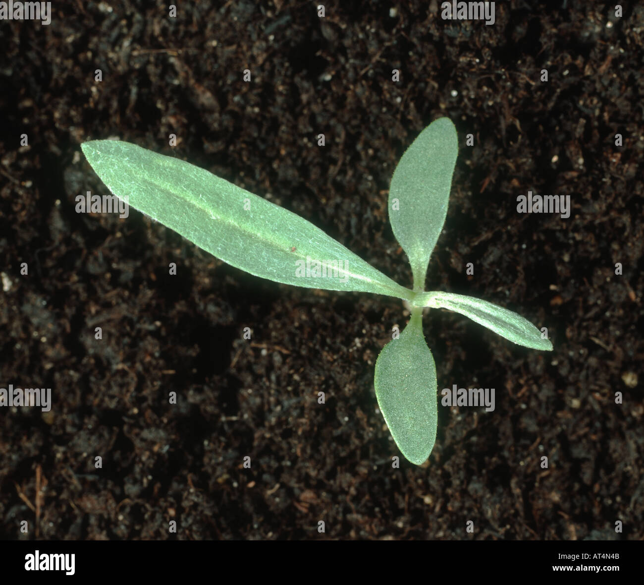 Pale persicaria, Persicaria lapathifolia, seedling with one to two true leaves Stock Photo