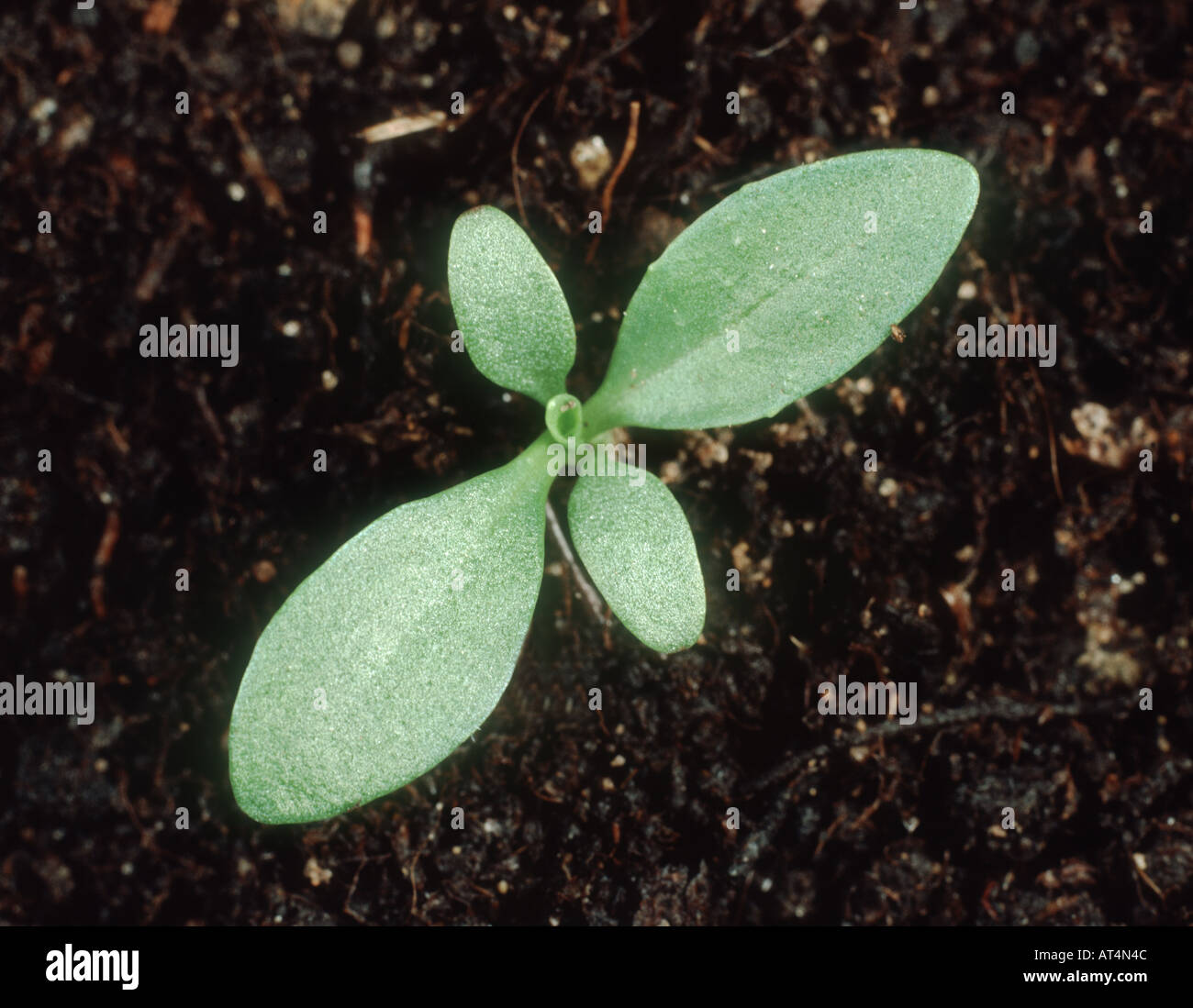 Ratstail plantain Plantago major seedling with two true leaves Stock Photo