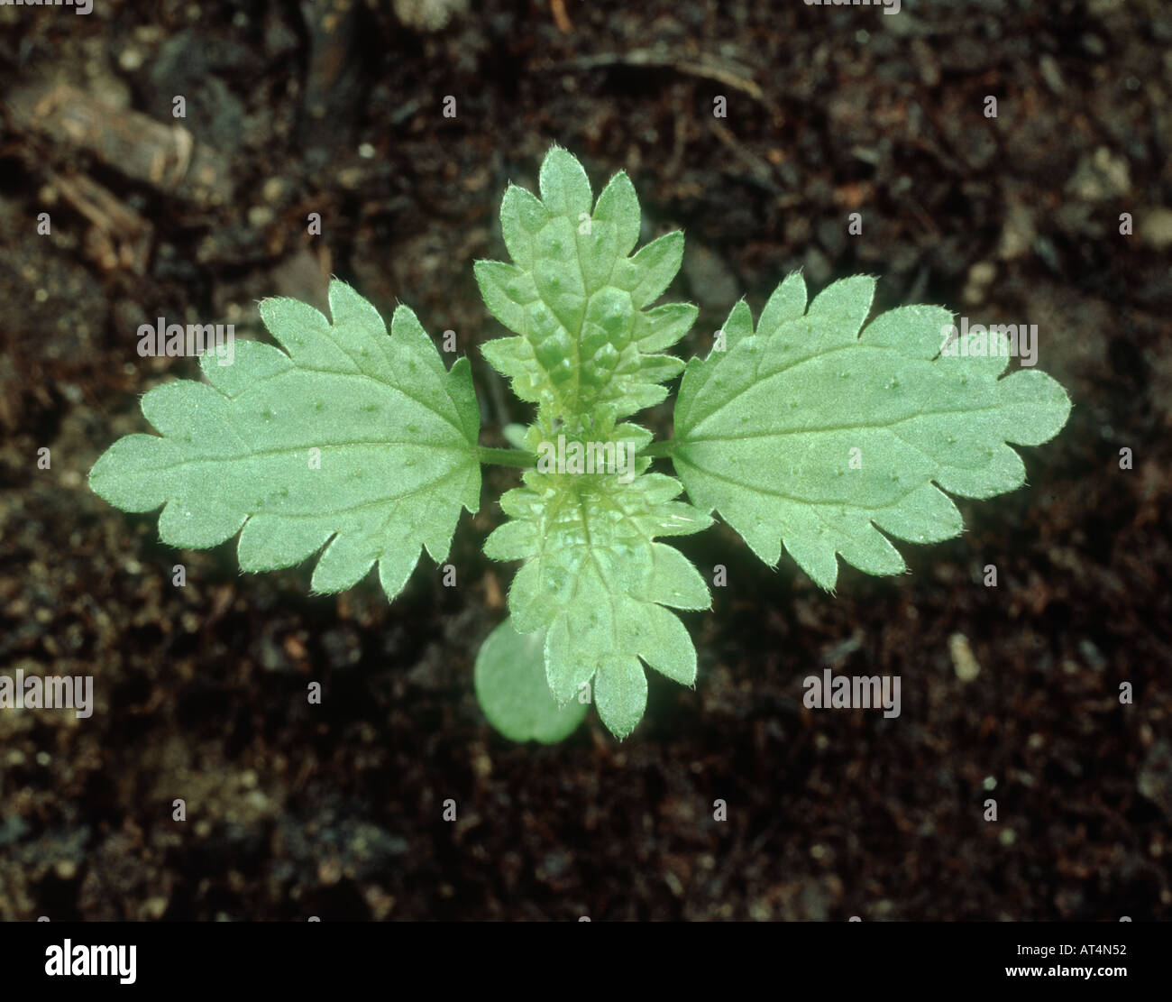 Annual nettle Urtica urens seedling with four true leaves Stock Photo