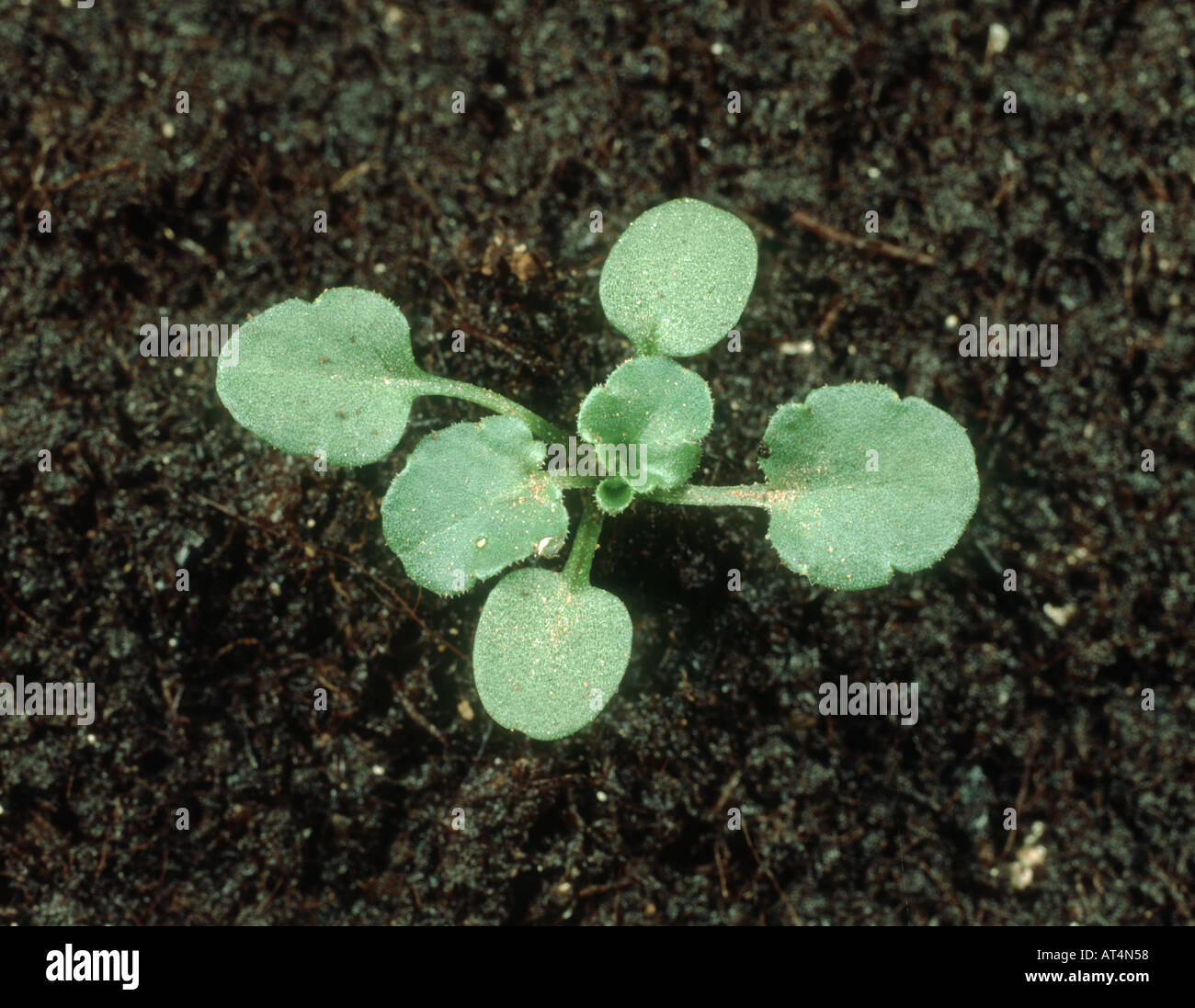 Field pansy Viola arvensis seedling with four true leaves Stock Photo