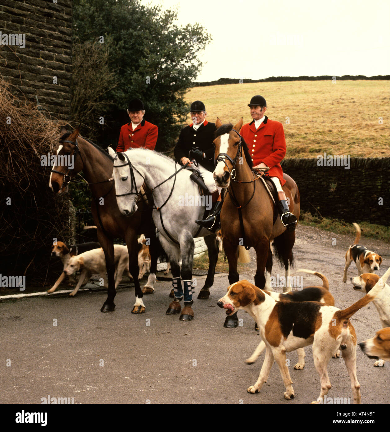Cheshire Cheshire Hunt gathering with hounds before fox hunting ban Stock Photo