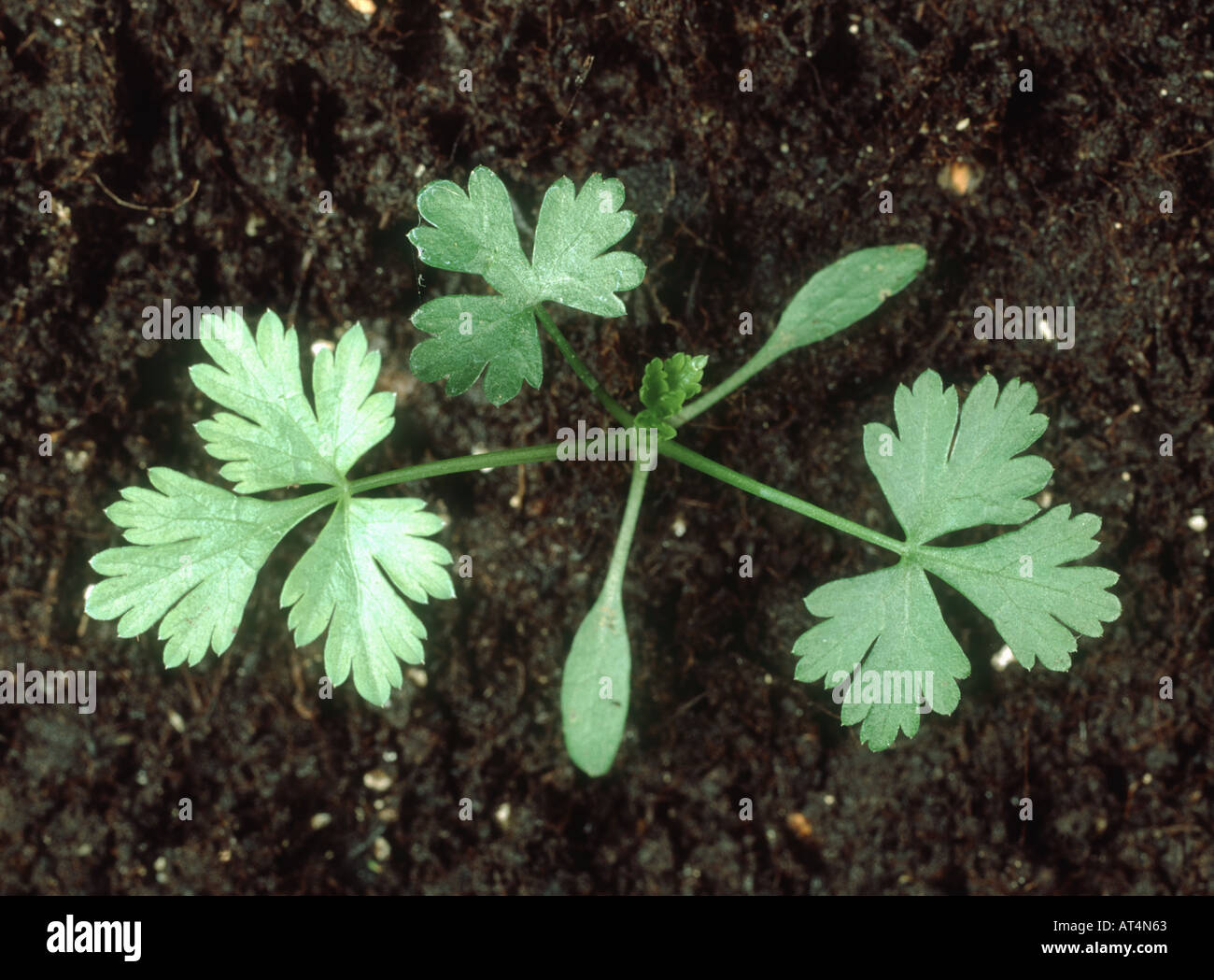 Fools parsley Aethusa cynapium seedling with three true leaves Stock Photo