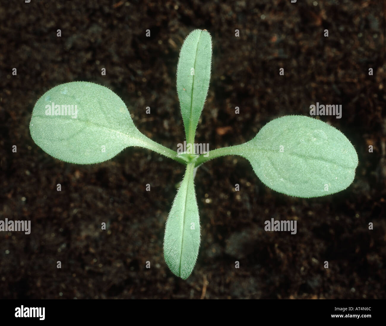 Field gromwell Lithospermum arvense seedling with two true leaves Stock Photo