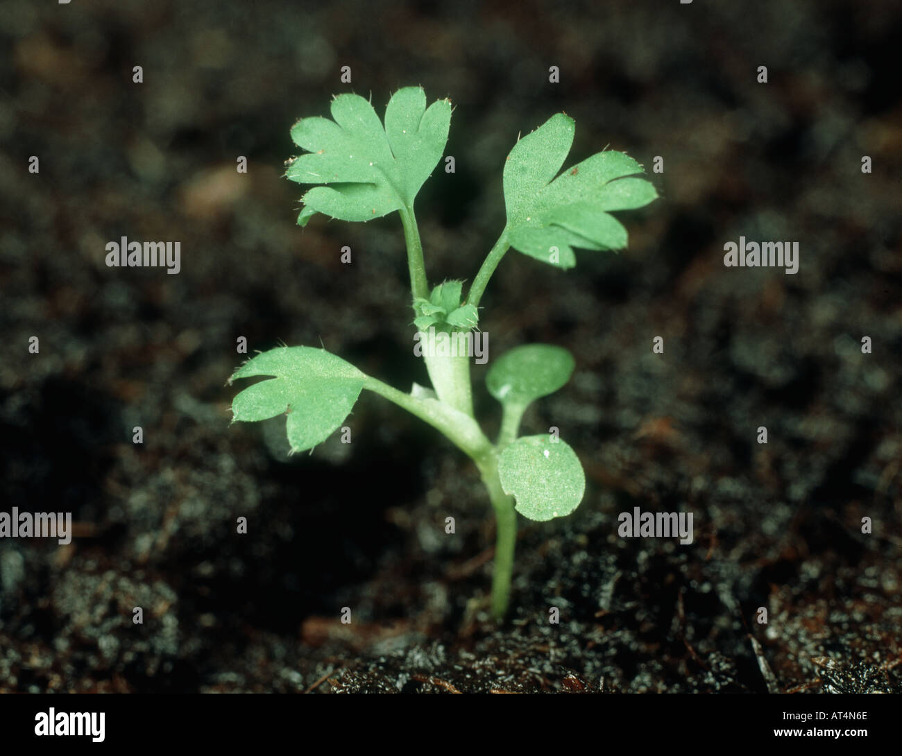 Parsley piert Aphanes arvensis seedling with two true leaves Stock Photo