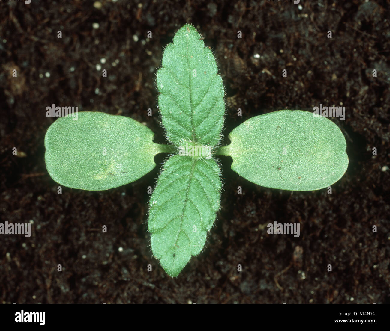 Common hemp nettle Galeopsis tetrahit seedling with two true leaves Stock Photo