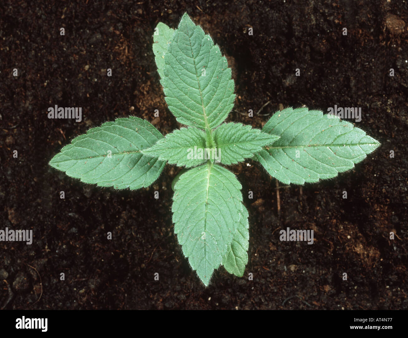 Common hemp nettle Galeopsis tetrahit young plant Stock Photo