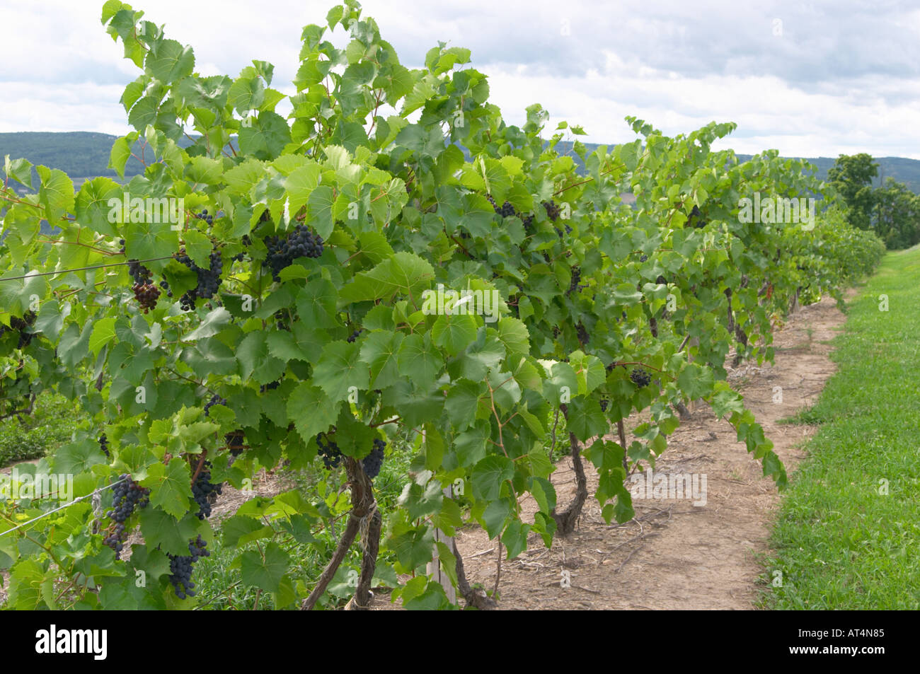 Grape vineyards in the Finger Lakes region of New York State Stock Photo
