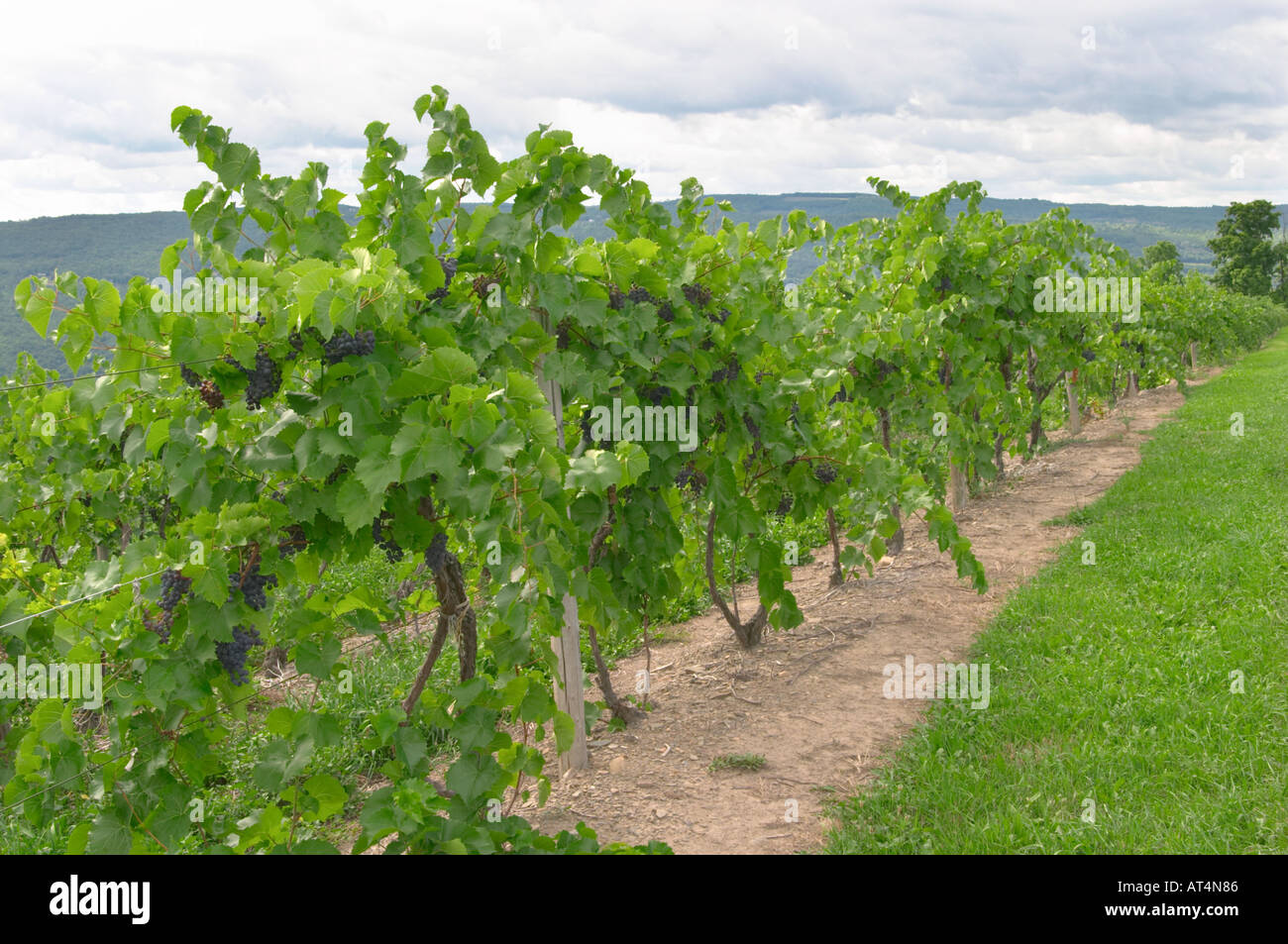 Grape vineyards in the Finger Lakes region of New York State Stock Photo