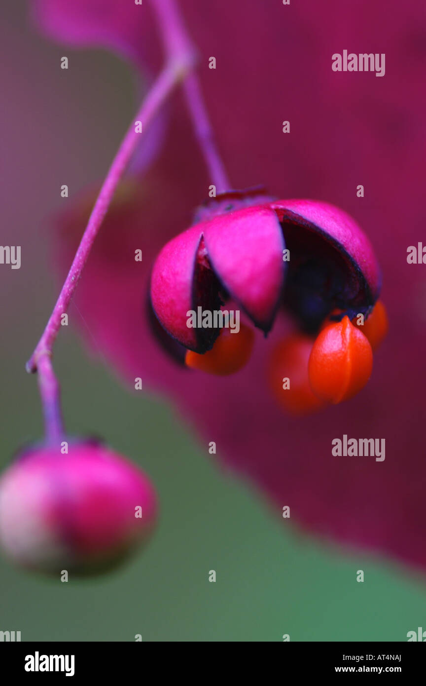 Euonymus oxyphyllus seed and aril Stock Photo