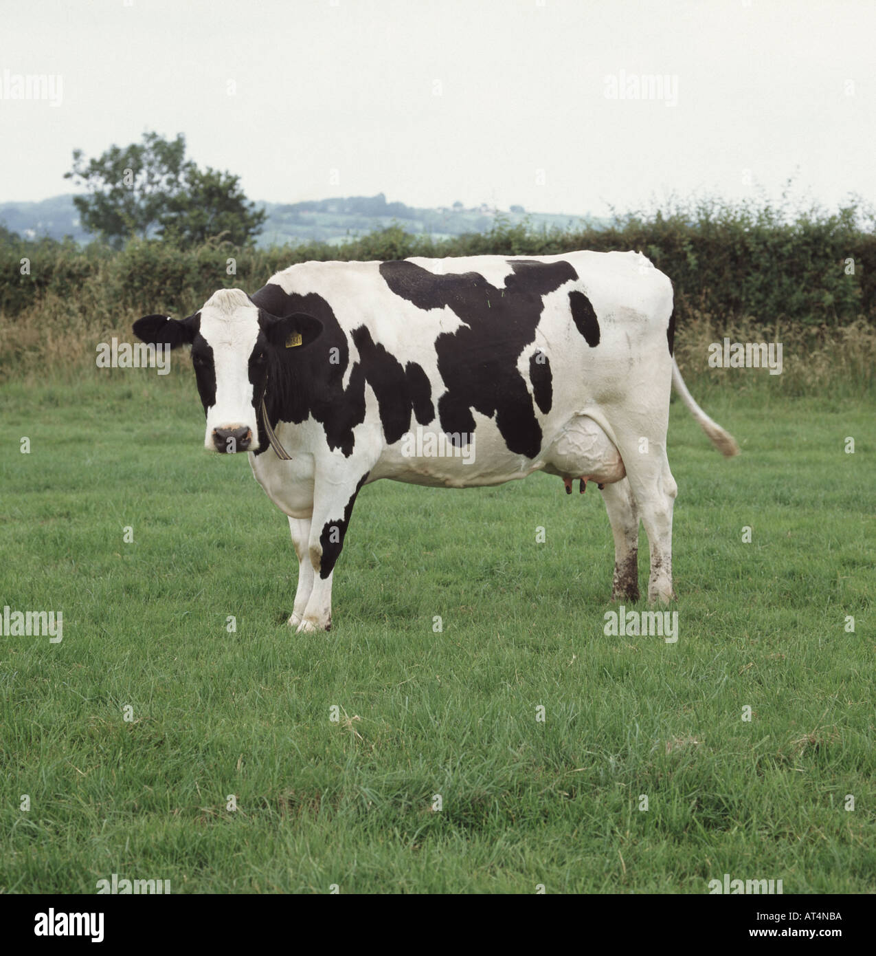 Holstein Friesian cow in milk at pasture Devon Stock Photo - Alamy