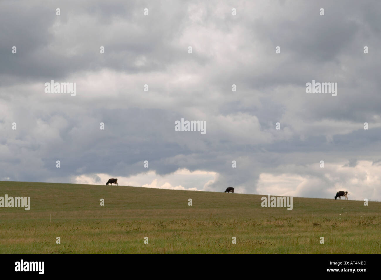 Three cows on top of hill with stormy sky in background Stock Photo