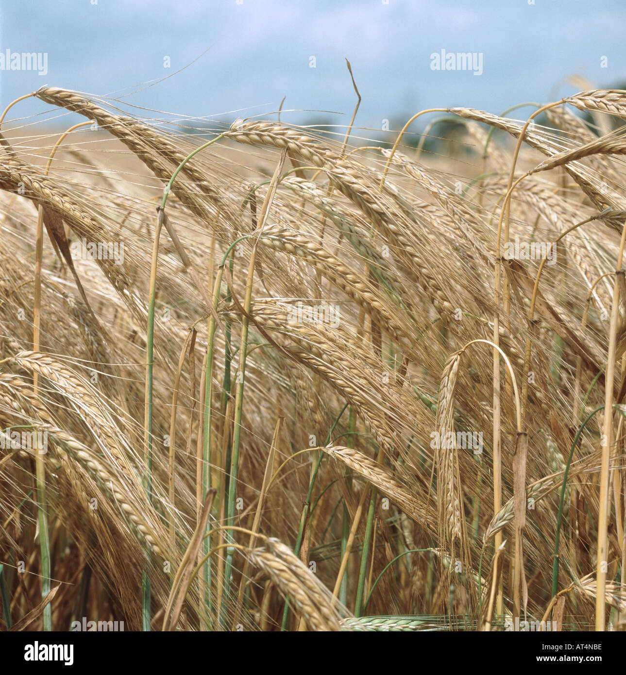 Ripening ears of two row barley with stems still slightly green Stock Photo