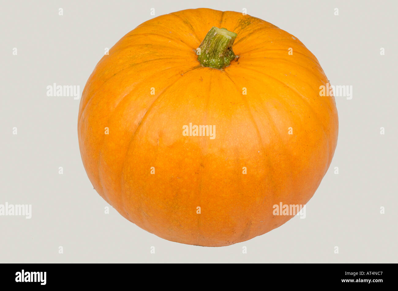A mature pumpkin fruit with a neutral studio background Stock Photo