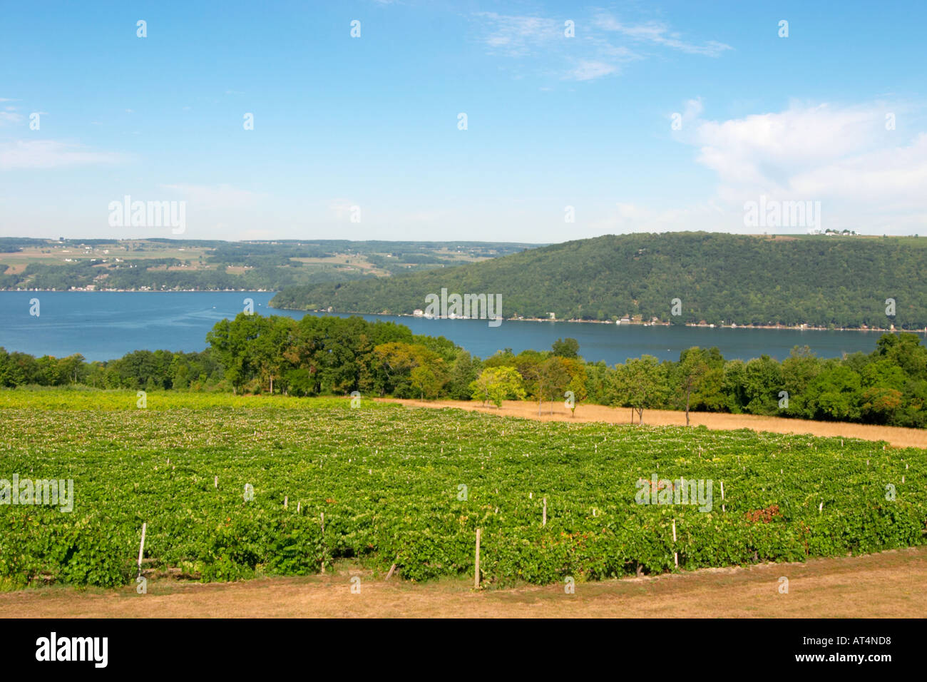 Grape vineyards on Keuka Lake in the Finger Lakes region of New York State Stock Photo