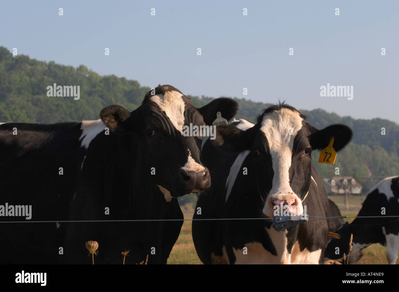 Two white cows black hi-res stock photography and images - Alamy