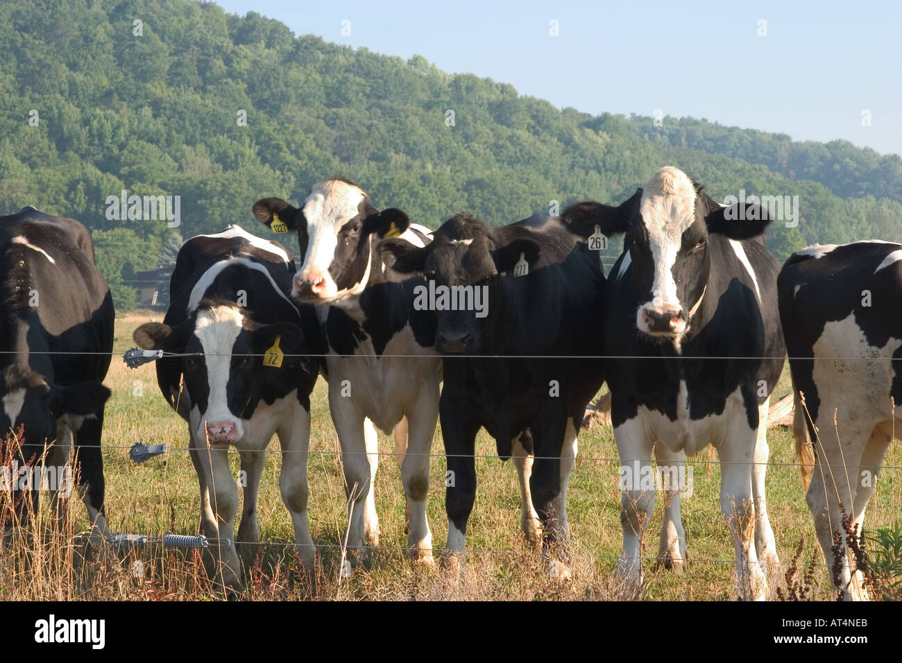 Black and white cows Stock Photo